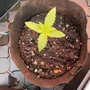 Hyper Vyper First Edition