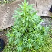 Blue Skunk - 4/12/26