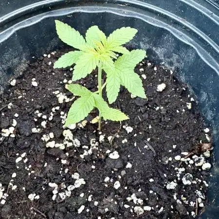 Purple Cookie Kush 9/2/25