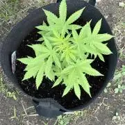 Dutch Treat - 1/7/26