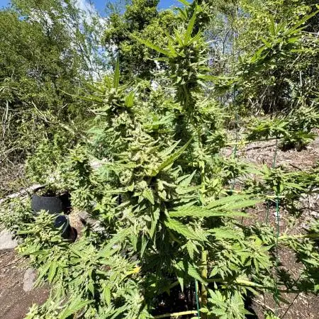 Skunk 5/22/25