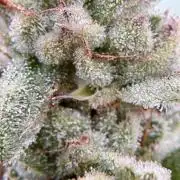 OG Kush - 1/4/26