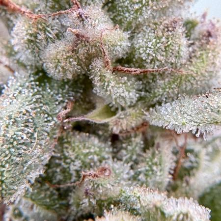 OG Kush - 1/4/26