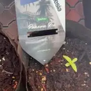 Panama Red - 2/22/26