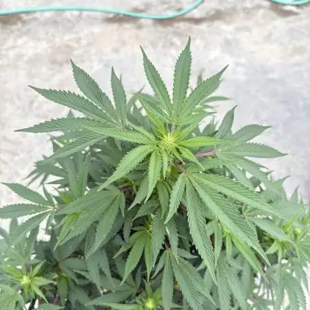 Blue Skunk 12/29/25