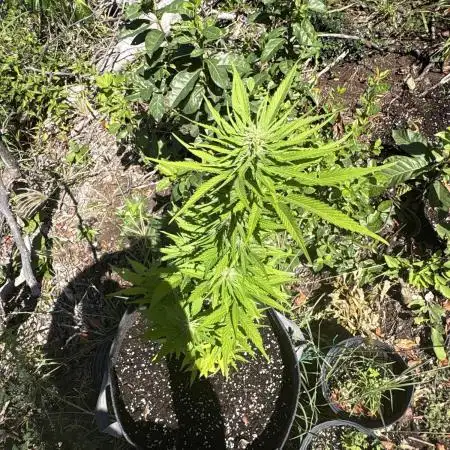 Skunk #1 - 12/1/25