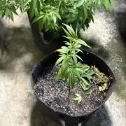 Purple Haze 10/27/25