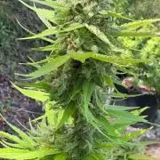 Purple Haze 10/27/25