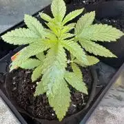Blue Dream - 9/26/26