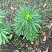 Purple Haze - 6/3/26