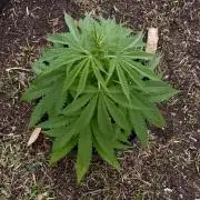 Skunk #1 - 4/20/26