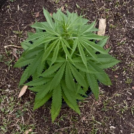 Skunk #1 - 4/20/26