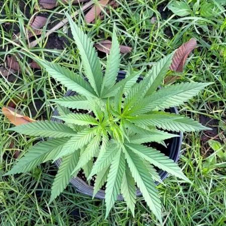 OG KUSH - 6/10/26