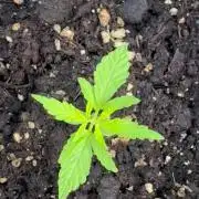 Silver Haze - 10/24/26