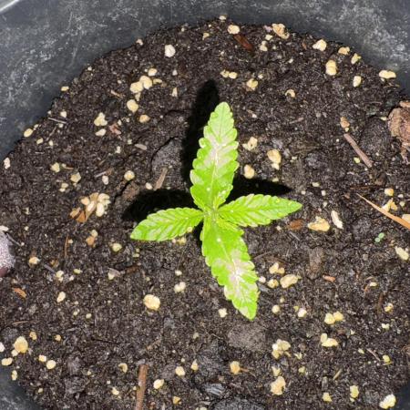 Silver Haze 5/28/25