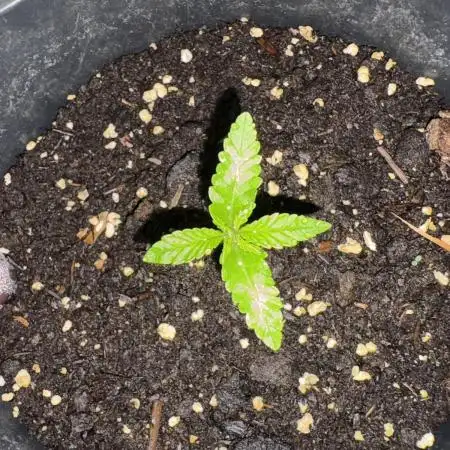Silver Haze 5/28/25