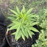 Cherry Pie 8/28/25