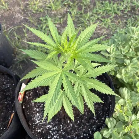 Cherry Pie 8/28/25
