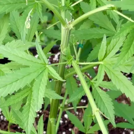 Cherry Pie 8/28/25