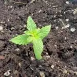 Purple Cookie Kush 9/2/25