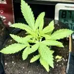 Purple Haze 10/27/25