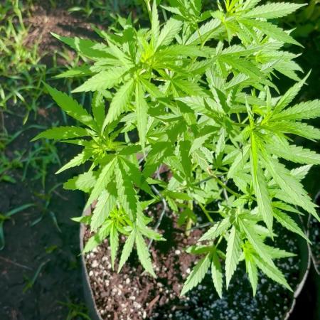 Cherry Pie 8/28/25