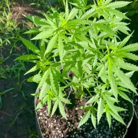 Cherry Pie 8/28/25