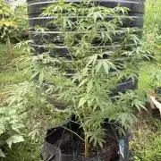 Purple Haze - 6/3/26
