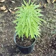 Skunk #1 - 4/20/26