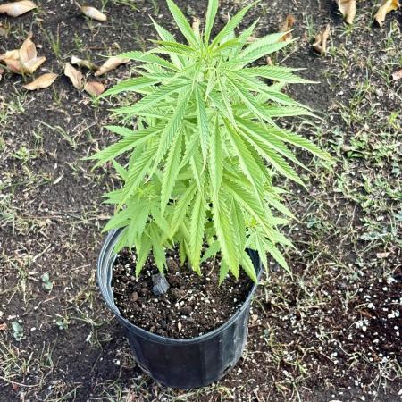 Skunk #1 - 4/20/26