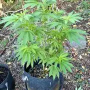 Purple Haze 10/27/25