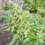 Skunk 5/22/25