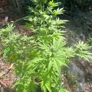 Purple Haze 10/27/25