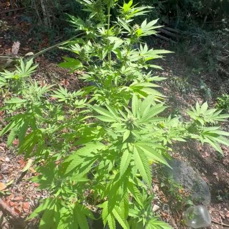 Purple Haze 10/27/25