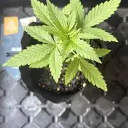 OG KUSH - 6/10/26