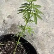 Purple Haze 10/27/25