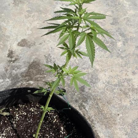 Purple Haze 10/27/25