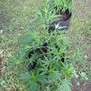 Blue Skunk - 4/12/26
