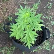 Dutch Treat - 1/7/26