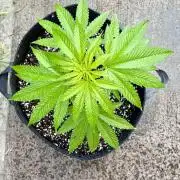 Purple Haze 10/27/25