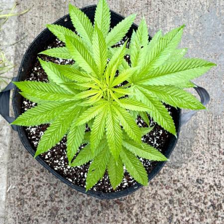 Purple Haze 10/27/25