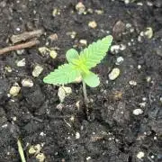 Acapulco Gold - 10/25/26