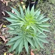 OG KUSH - 6/10/26