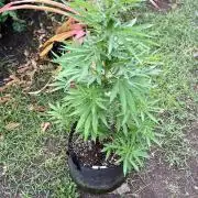 Purple Haze - 6/3/26