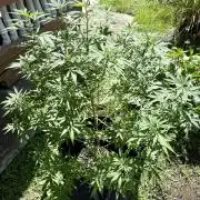 Purple Haze - 6/3/26