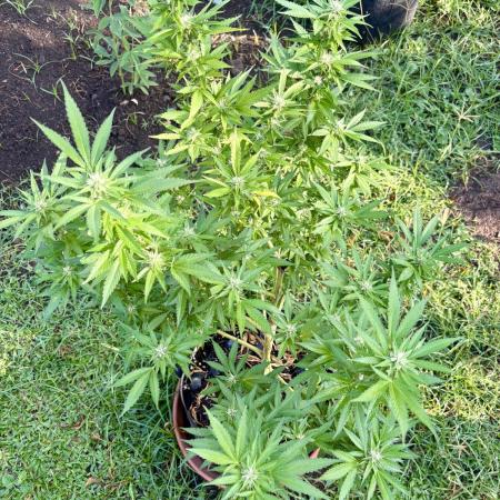 Purple Haze - 6/3/26