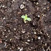 Dutch Treat - 1/7/26