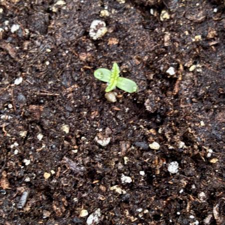 Dutch Treat - 1/7/26