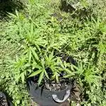 Cherry Pie 8/28/25