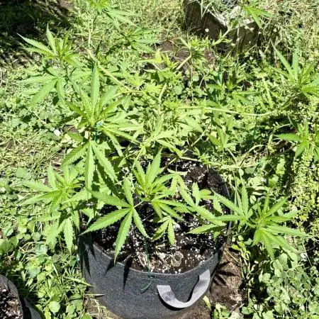 Cherry Pie 8/28/25